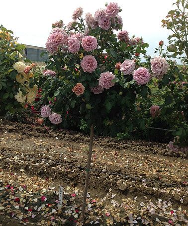 Штамб Коко Локо