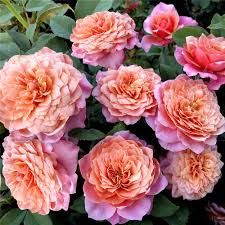 ����� ����� ��