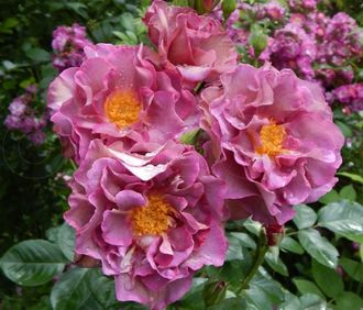 Блаувештат