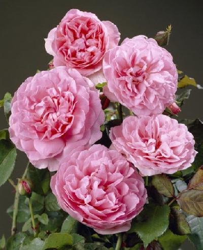 ����� �����