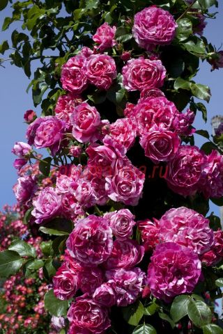 ����� ���� �����