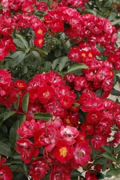 Альберих,(плетистая миниатюрная)
