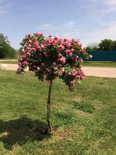 Штамб Леонардо да Винчи