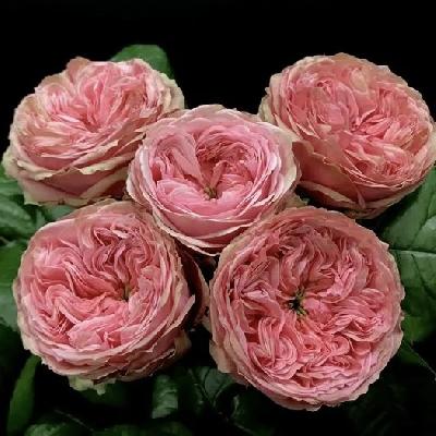 ����� �� �����