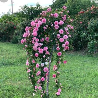 ����� ���� ����� 