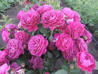 Штамб Ебб Тайде