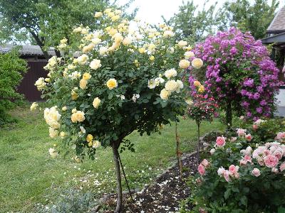 ����� �������