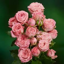 Корал Йо-Йо