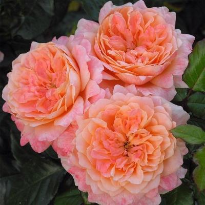 ����� ���������