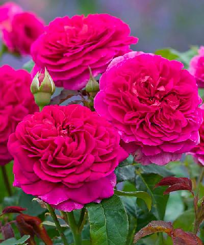 ����� �������� ���