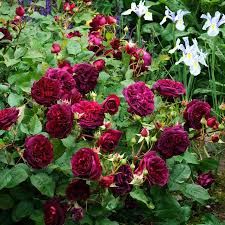 ����� ������� ������� 2000