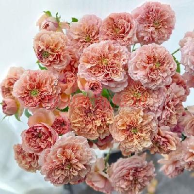 Штамб Белль Д' Анжу