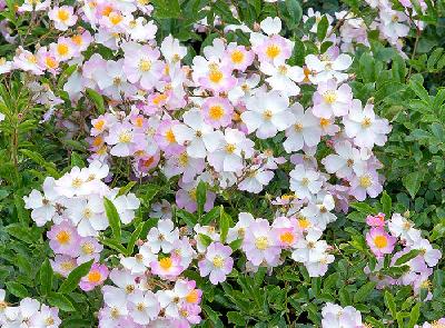 ���� �����