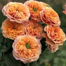 ���� ����