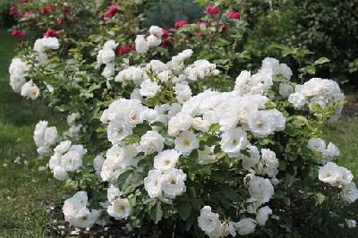 ��� � ���