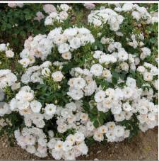 ����� ��� �� �