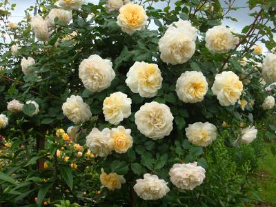 ����� ������ ����