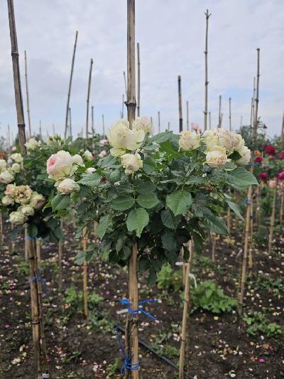 Штамб Пашмина 