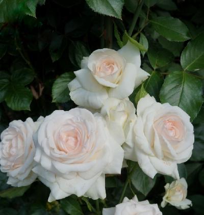 ���� ����