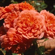 ����� ���� ��������