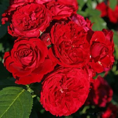 ����� �����