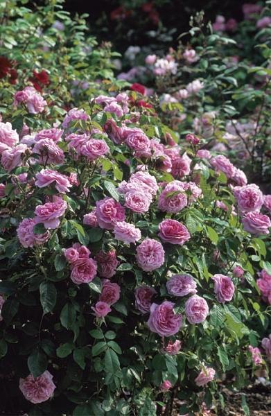 �������� �������