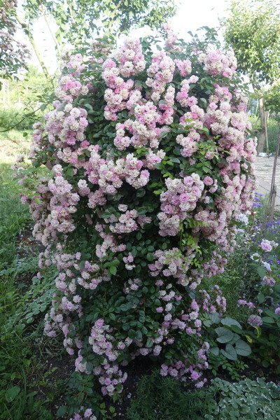 Штамб Утигорд Фолс