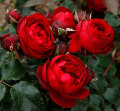 ���� �����������