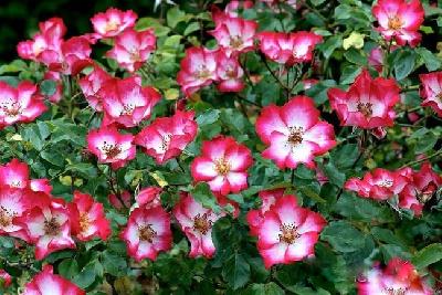 ������ ���