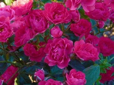 ����� ��������� � 18