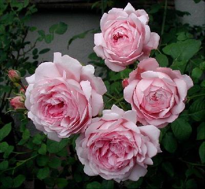 УАЙФ ов БАС