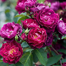 ����� �������� ����