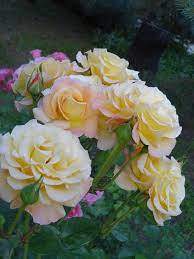 ���������� ����