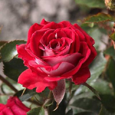 ���� ����