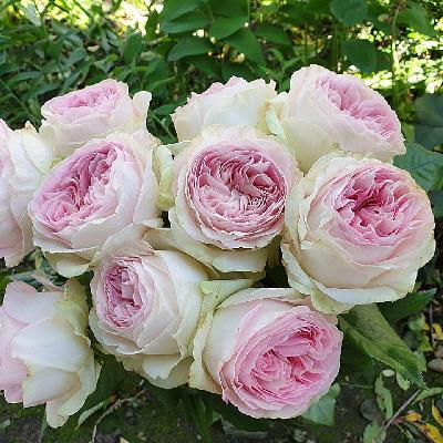 Дольче Саммерхаус