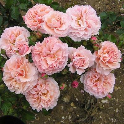 ������� ����