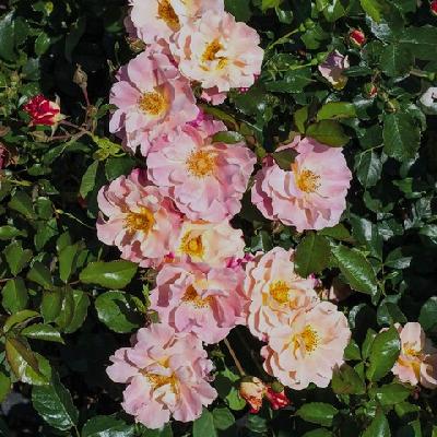 ����� �������