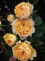 ���� �����������