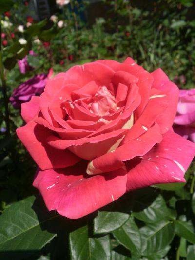 Пестрая Фантазия