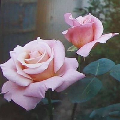 Элиза
