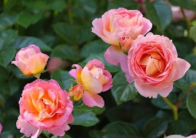 ���������� ���������