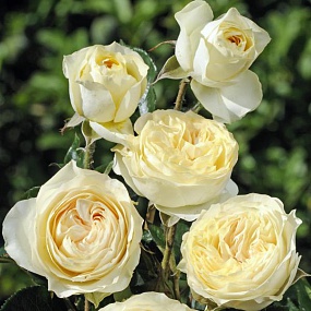 ������� � ��� �'��