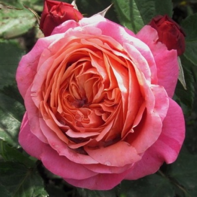 ������� �� ������ ������