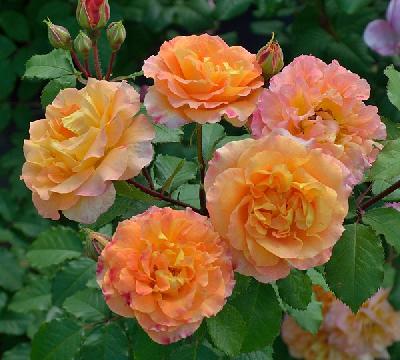 ��� �'���� �'�� ����