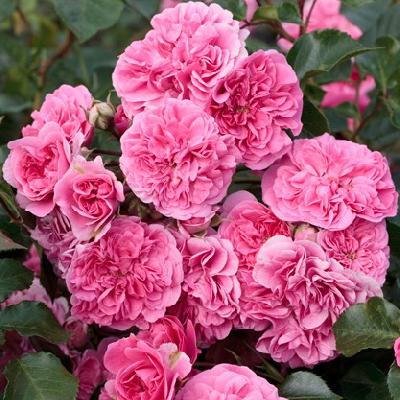 ����� ��� ���� �����