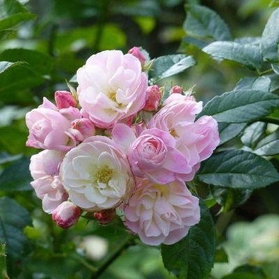 ����� ���� �����