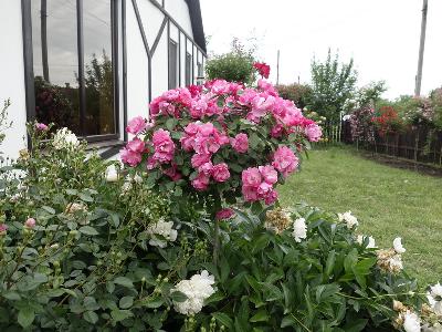 ����� ������ - (������ ������ 110-130 ��)