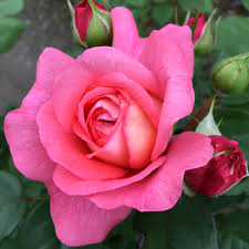 ������ ������