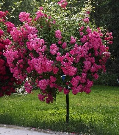 �����  �����