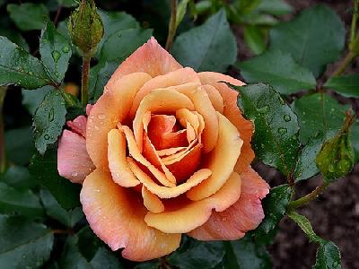 ���� ������